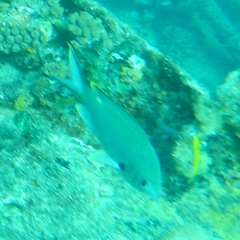 Azurina multilineata