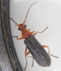 Podabrus conspiratus