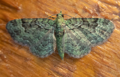 Pasiphila rectangulata