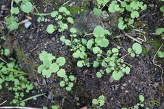 Lamium purpureum