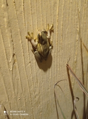 Trachycephalus mesophaeus