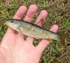 Nocomis leptocephalus