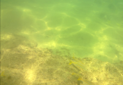 Mulloidichthys dentatus