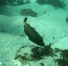 Meuschenia flavolineata