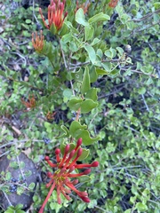 Tristerix verticillatus