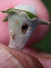 Argyroploce chlorosaris