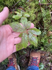 Tiarella trifoliata