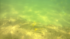 Mulloidichthys dentatus