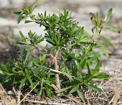 Baccharis neglecta