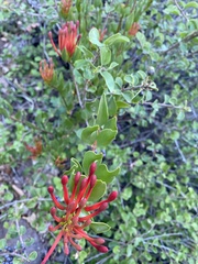 Tristerix verticillatus