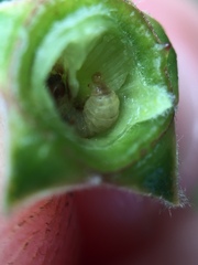 Argyroploce chlorosaris