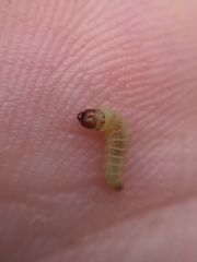 Argyroploce chlorosaris