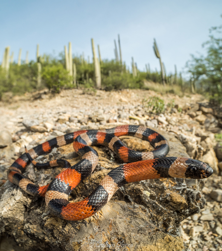 West Mexican Milksnake