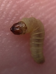 Argyroploce chlorosaris