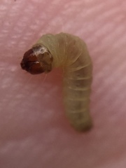 Argyroploce chlorosaris