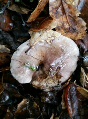 Tricholoma griseoviolaceum