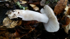 Tricholoma griseoviolaceum
