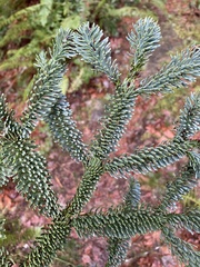 Abies procera
