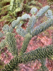 Abies procera