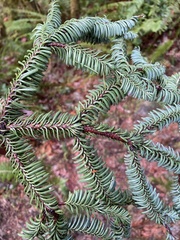 Abies procera