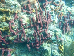 Amphimedon compressa