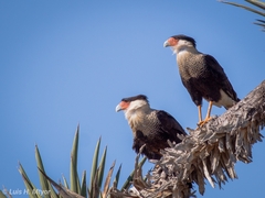 Caracara plancus cheriway