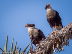Caracara plancus cheriway