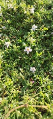 Bacopa