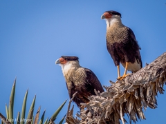 Caracara plancus cheriway