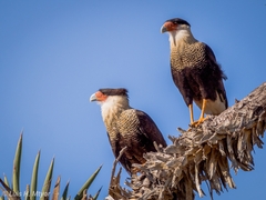 Caracara plancus cheriway