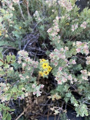 Balbisia gracilis