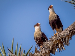 Caracara plancus cheriway