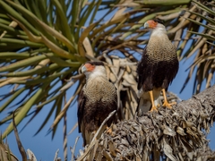 Caracara plancus cheriway