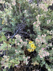 Balbisia gracilis