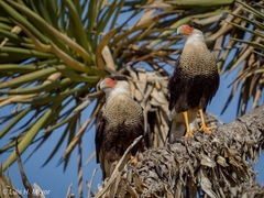 Caracara plancus cheriway
