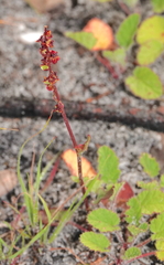 Rumex cordatus