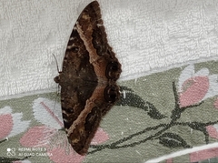 Ascalapha odorata