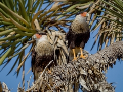 Caracara plancus cheriway