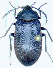 Penthe pimelia