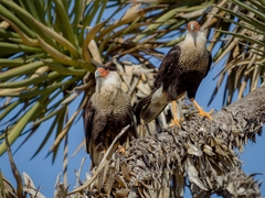 Caracara plancus cheriway