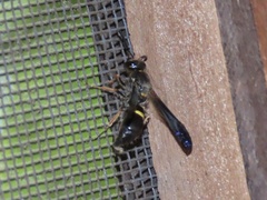 Ancistrocerus unifasciatus