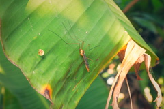 Tipulomorpha
