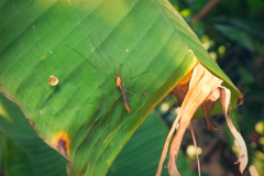 Tipulomorpha