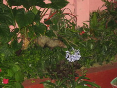 Didelphis marsupialis