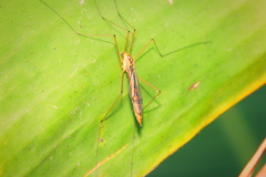 Tipulomorpha