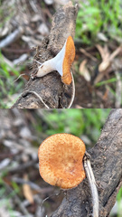Polyporus decurrens