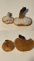 Polyporus decurrens