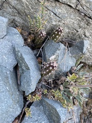 Austrocactus spiniflorus