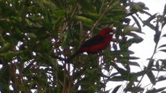 Ramphocelus bresilius