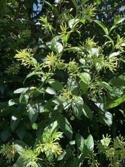 Cestrum